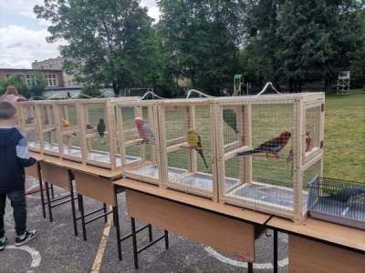 Karolyut_202505_Csiripelo_Madar_Kiallitas_01