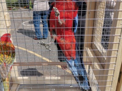 Karolyut_202505_Csiripelo_Madar_Kiallitas_04