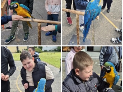 Karolyut_202505_Csiripelo_Madar_Kiallitas_07