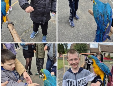 Karolyut_202505_Csiripelo_Madar_Kiallitas_06